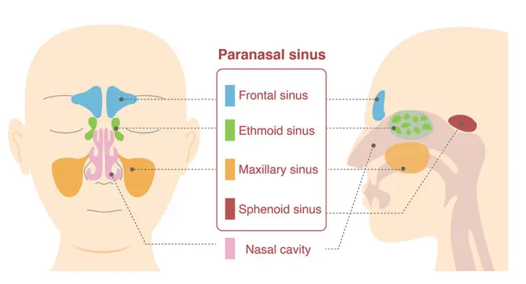 Illustrative illustrations of the anatomy of the paranasal sinuses from frontal and lateral sagittal plane views